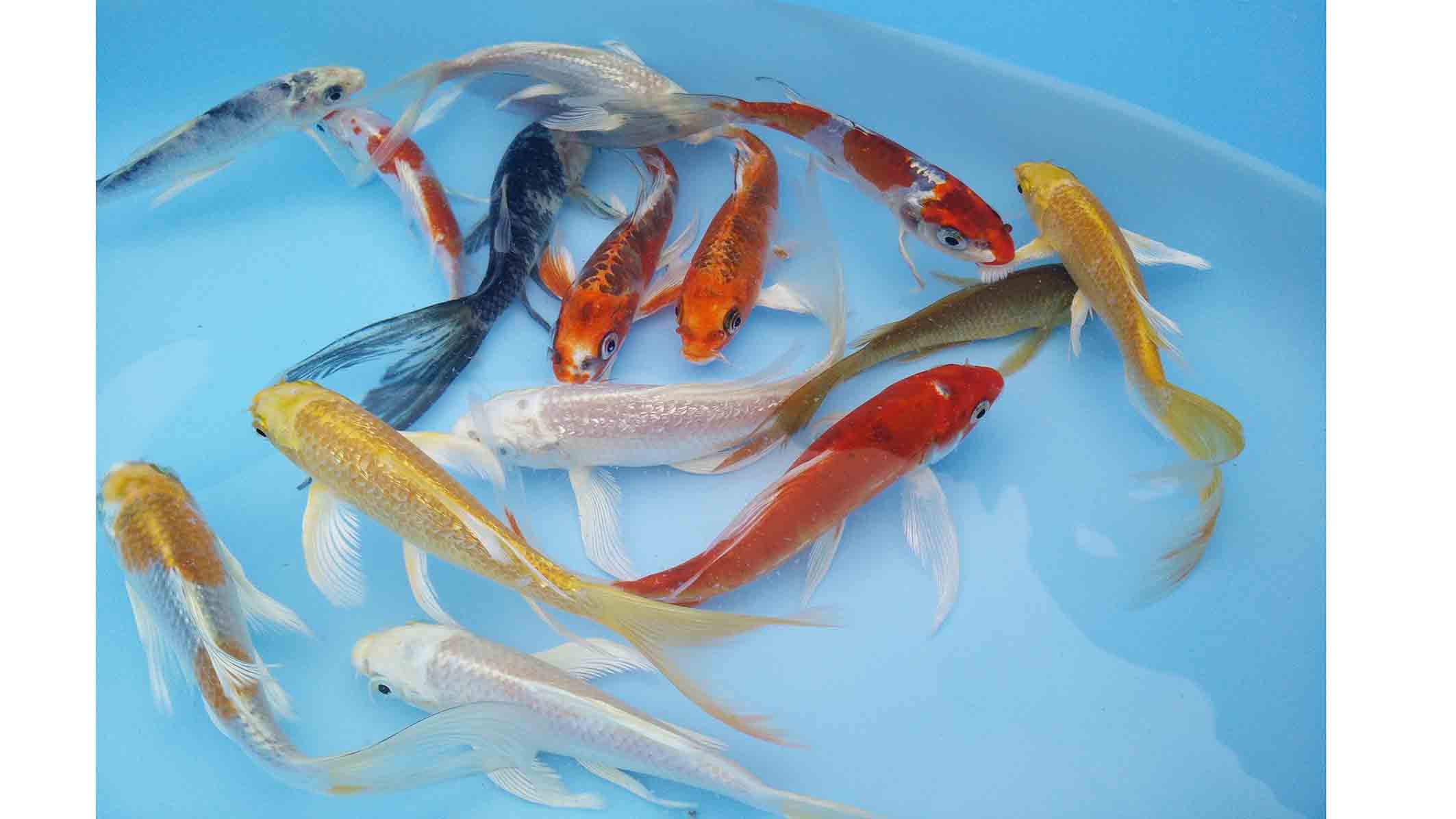 Tiigikalad.ee: kalad kalasööt vesiroosid tiigitehnika konsultatsioonid