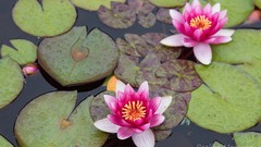 Nymphaea Attraction