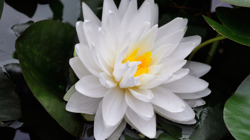Nymphaea Gonnere