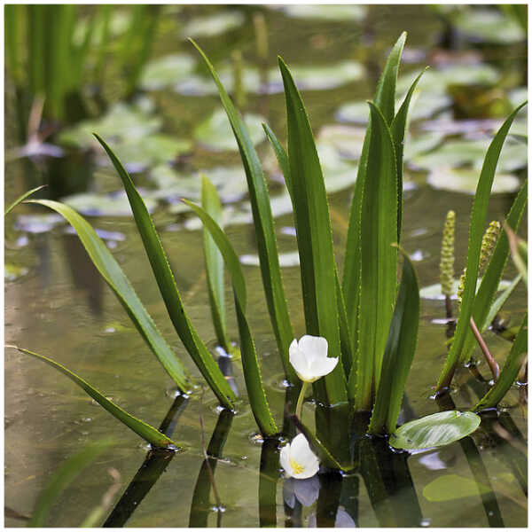 Vesikarikas (Stratiotes aloides L.)