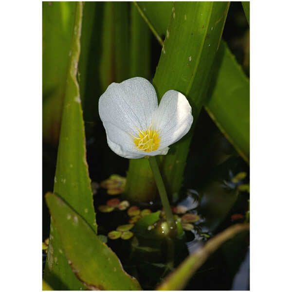 Vesikarikas (Stratiotes aloides L.)