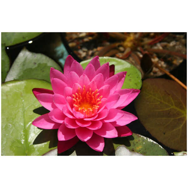 Nymphaea mayla