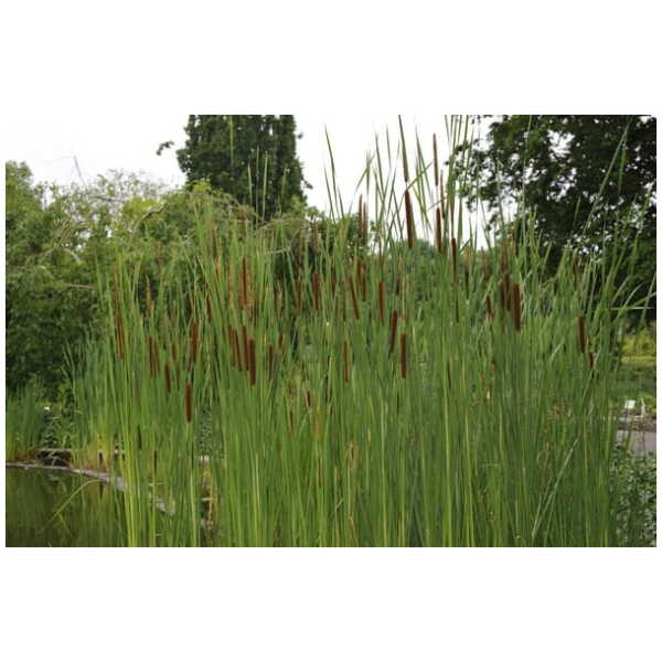 Ahtalehine hundinui (Typha angustifolia L. )