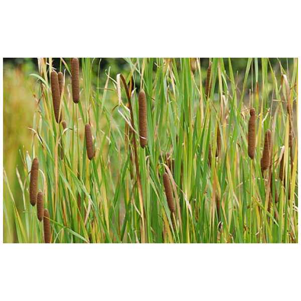 Ahtalehine hundinui (Typha angustifolia L. )