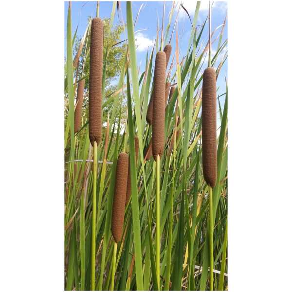 Ahtalehine hundinui (Typha angustifolia L. )