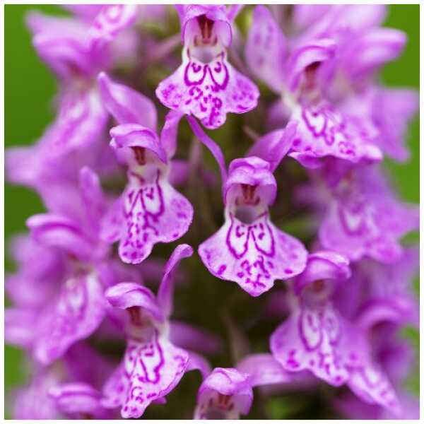 Balti sõrmkäpp (Dactylorhiza majalis)