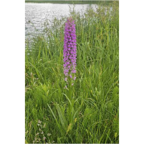 Balti sõrmkäpp (Dactylorhiza majalis)