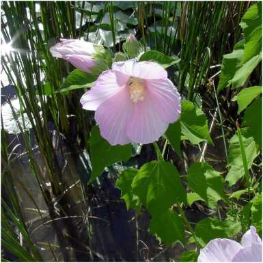 Soohibisk (Hibiscus palustris)