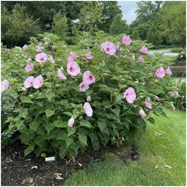 Soohibisk (Hibiscus palustris)