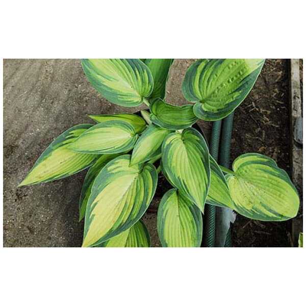 hosta June