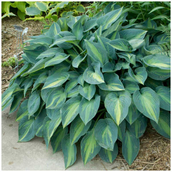 hosta June