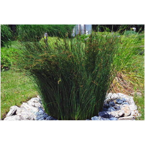 Sinihall luga (Juncus inflexus)