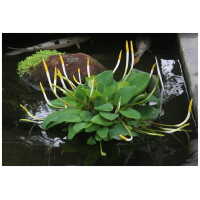 Kuldnui (Orontium aquaticum)