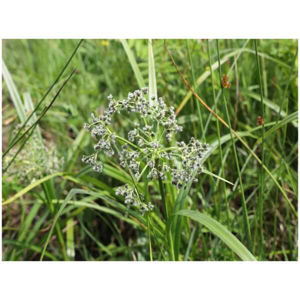 Metskõrkjas (Scirpus sylvaticus)