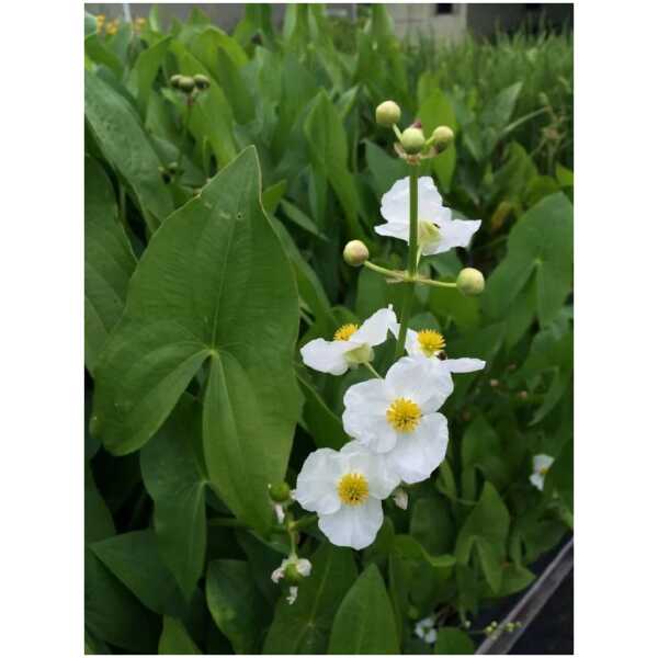 Lai kõõlusleht (Sagittaria latifolia)