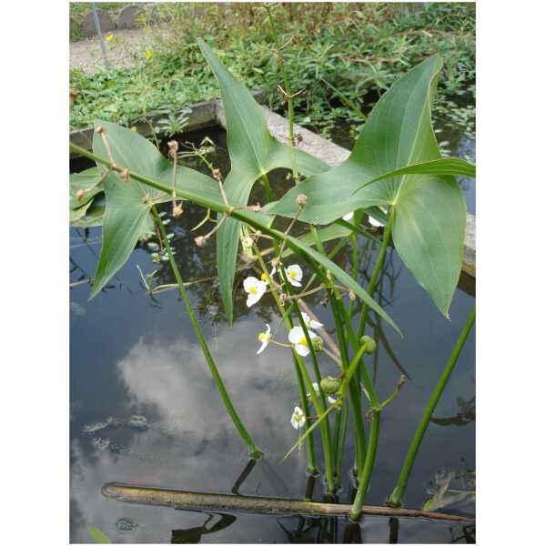 Lai kõõlusleht (Sagittaria latifolia)