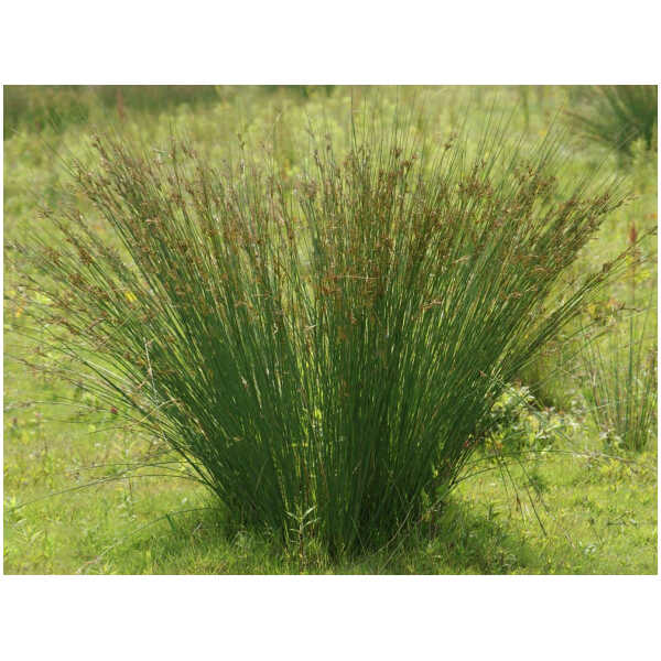 Sinihall luga (Juncus inflexus)