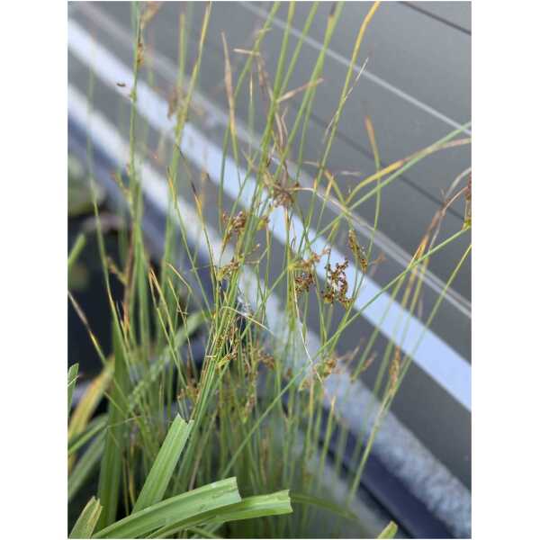 Sinihall luga (Juncus inflexus)