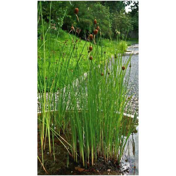 väike hundinui (Typha minima)