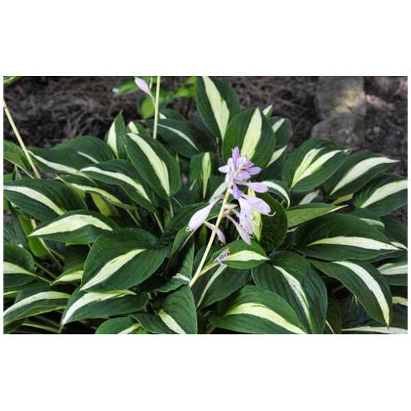 hosta Risky Business