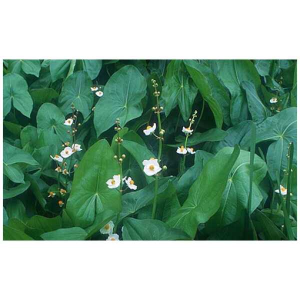 Lai kõõlusleht (Sagittaria latifolia)